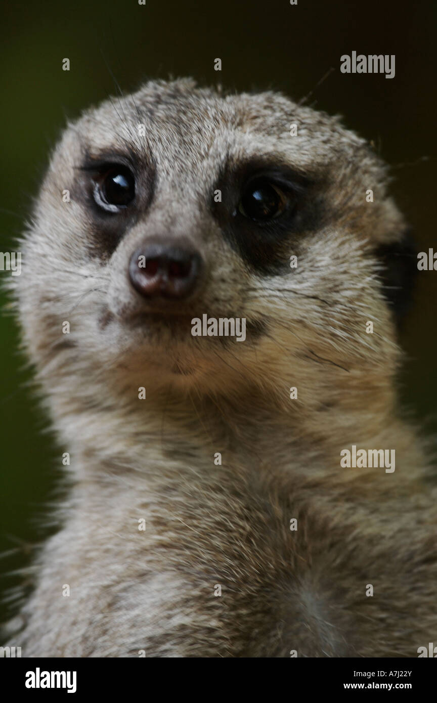 Mongoose Meerkat (famille Herpestidae suricate) Banque D'Images