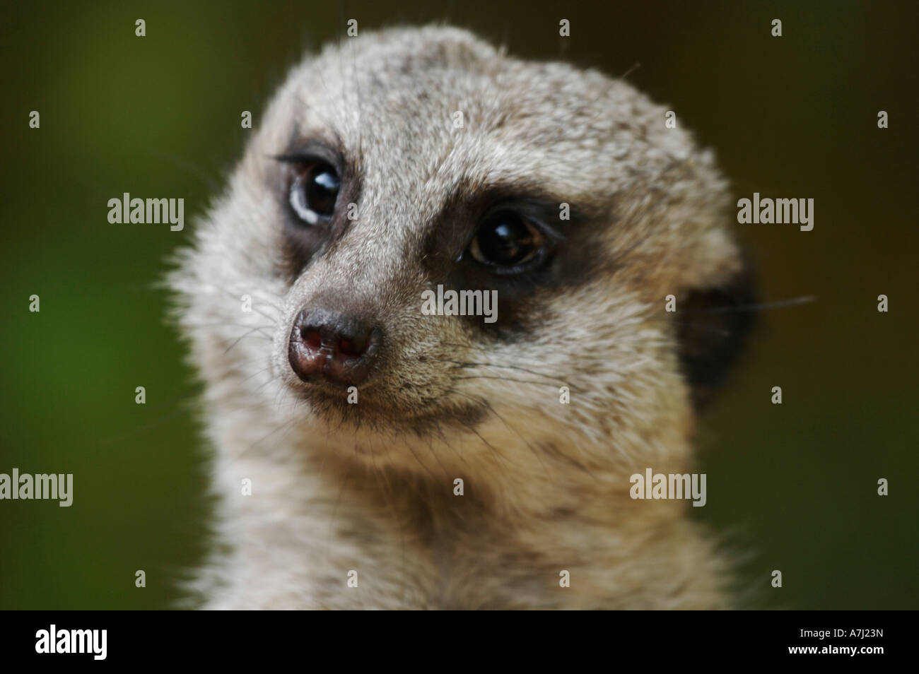 Mongoose Meerkat (famille Herpestidae suricate) Banque D'Images