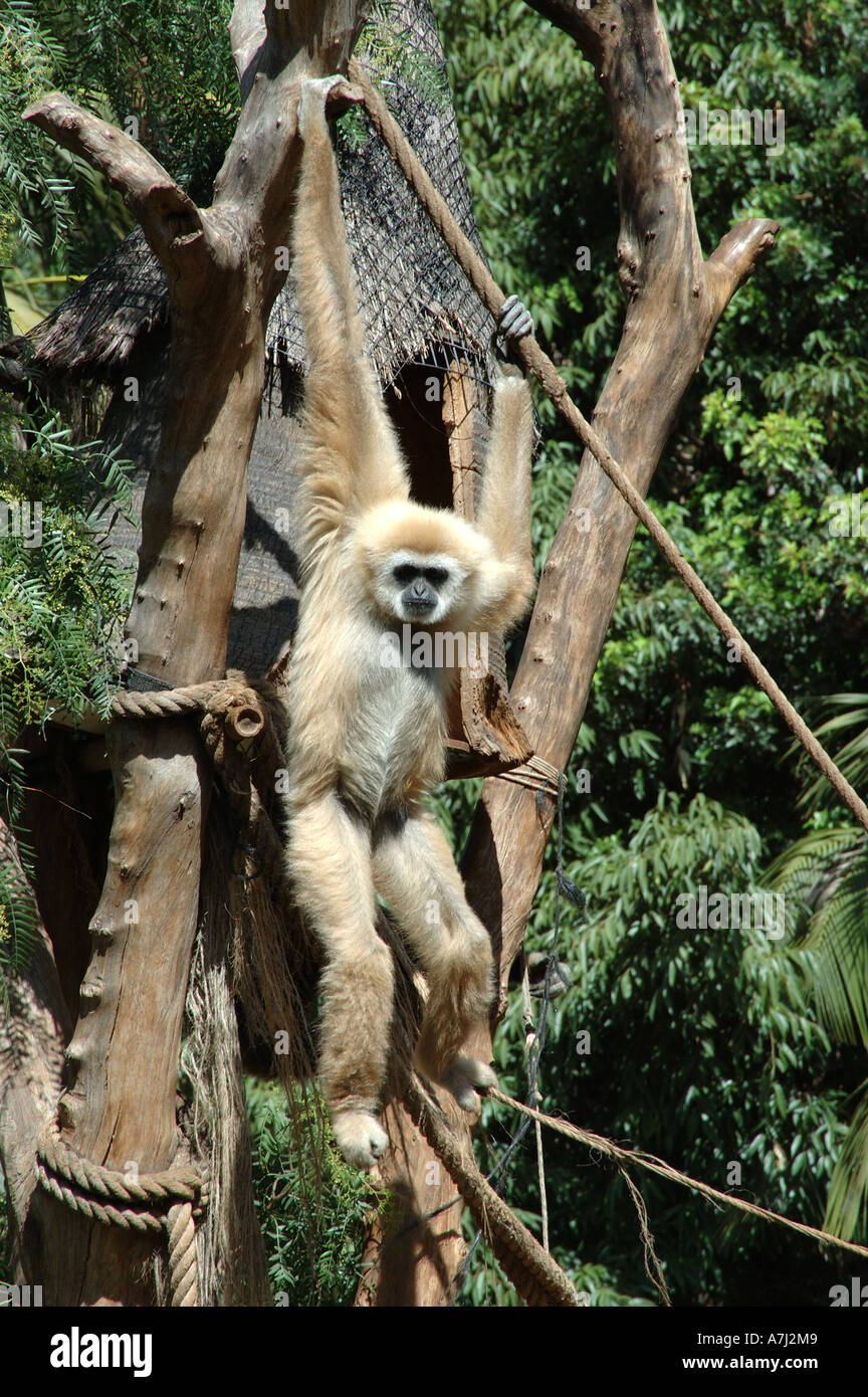 Gibbon Banque D'Images