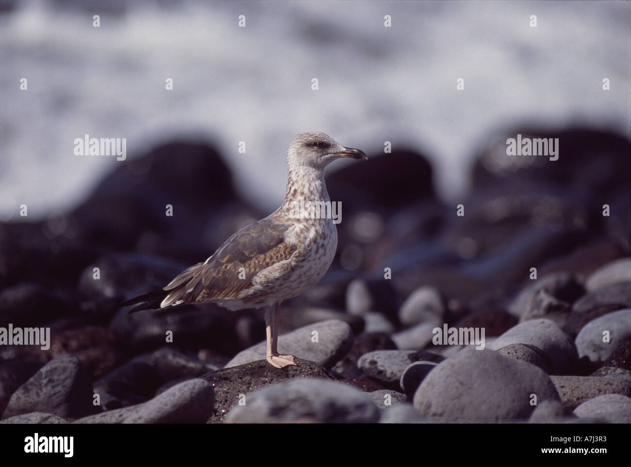 Yellow-legged Gull (Larus cachinnans) atlantis sur la rive sur La Gomera Banque D'Images