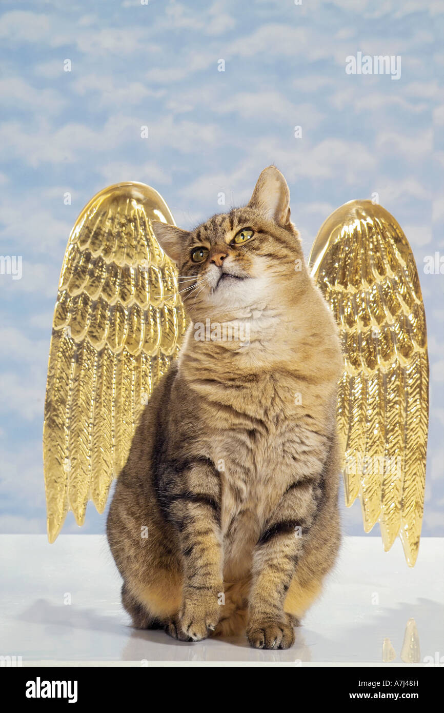 Tabby Chat Domestique Avec Les Ailes D Ange Photo Stock Alamy