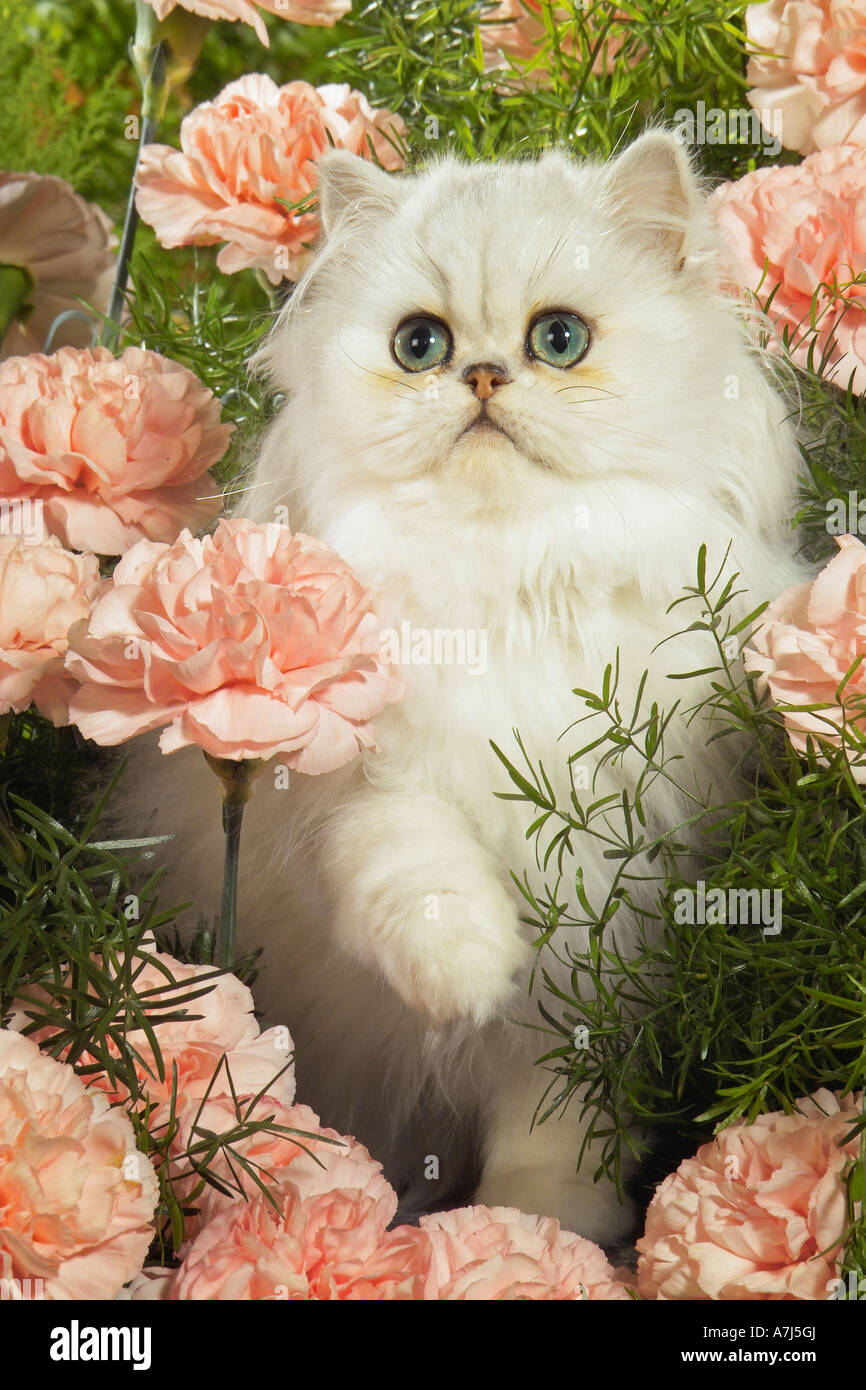 Chat persan. Chaton parmi les fleurs d'oeillet Banque D'Images Chat persan. Chaton parmi les fleurs d'oeillet Banque D'Images