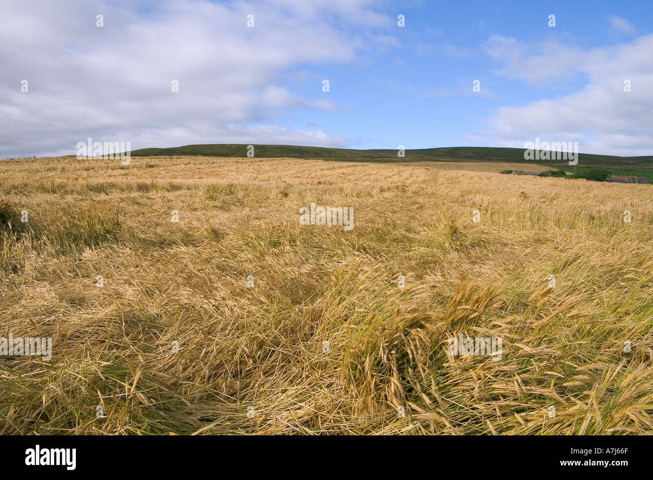 Champ d'orge dh UK récolte des cultures endommagées par la pluie plate vent vent vent Banque D'Images