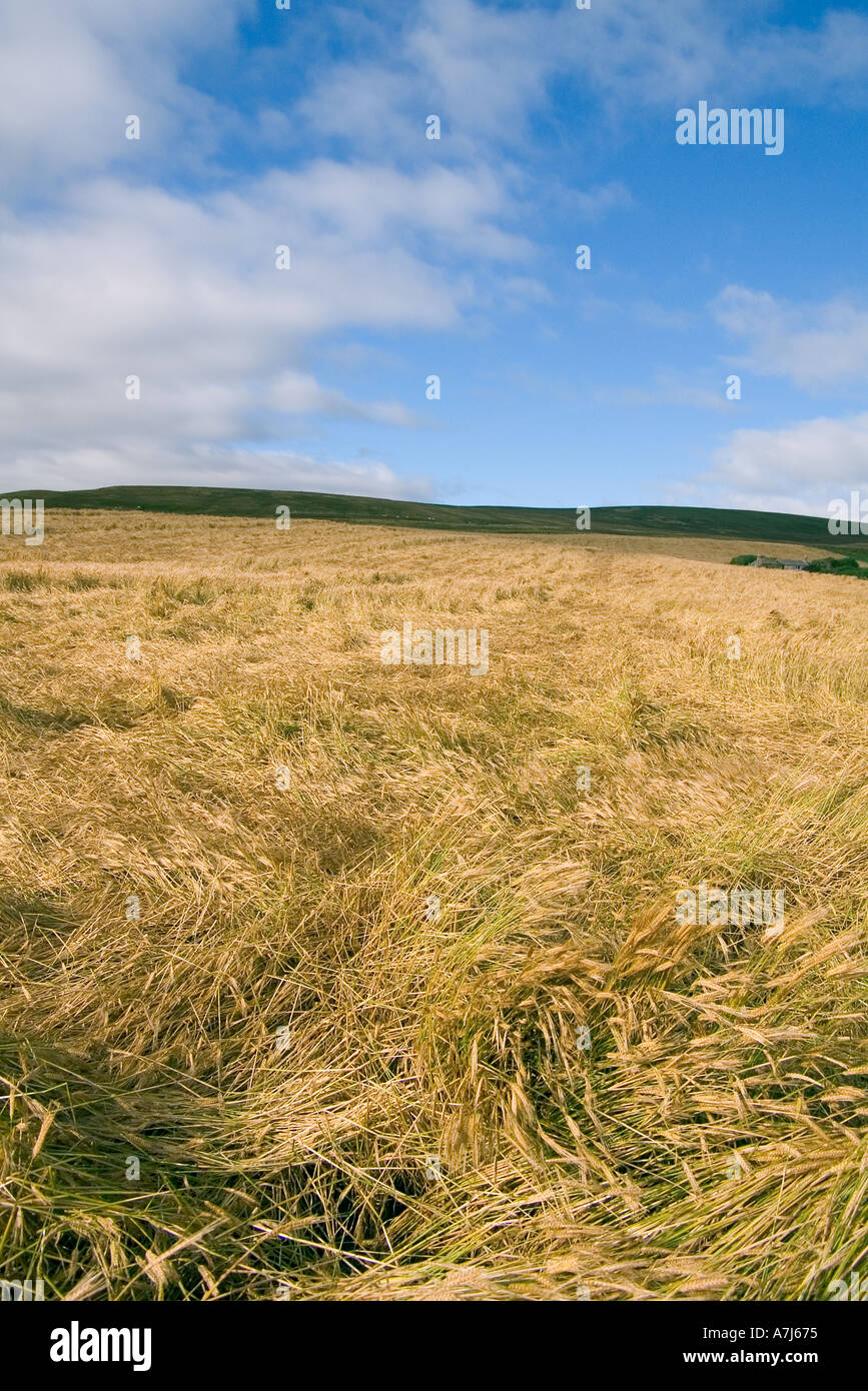 Champ d'orge dh Royaume-uni Ecosse récolte des cultures endommagées par la pluie méplat windy gales ruiné au vent Banque D'Images