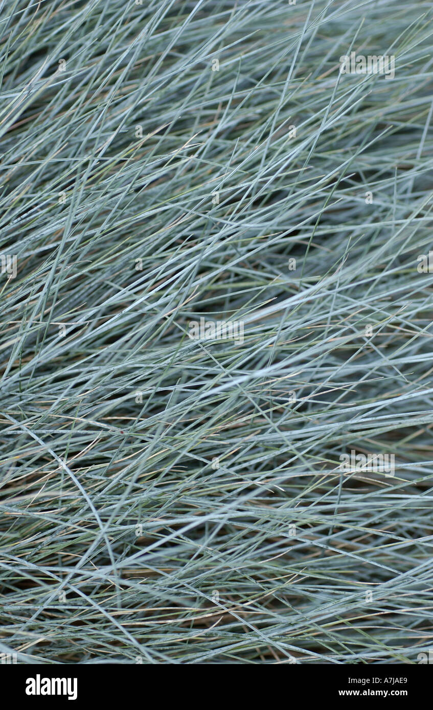 Fétuque bleue Elijah Blue Festuca glauca Banque D'Images