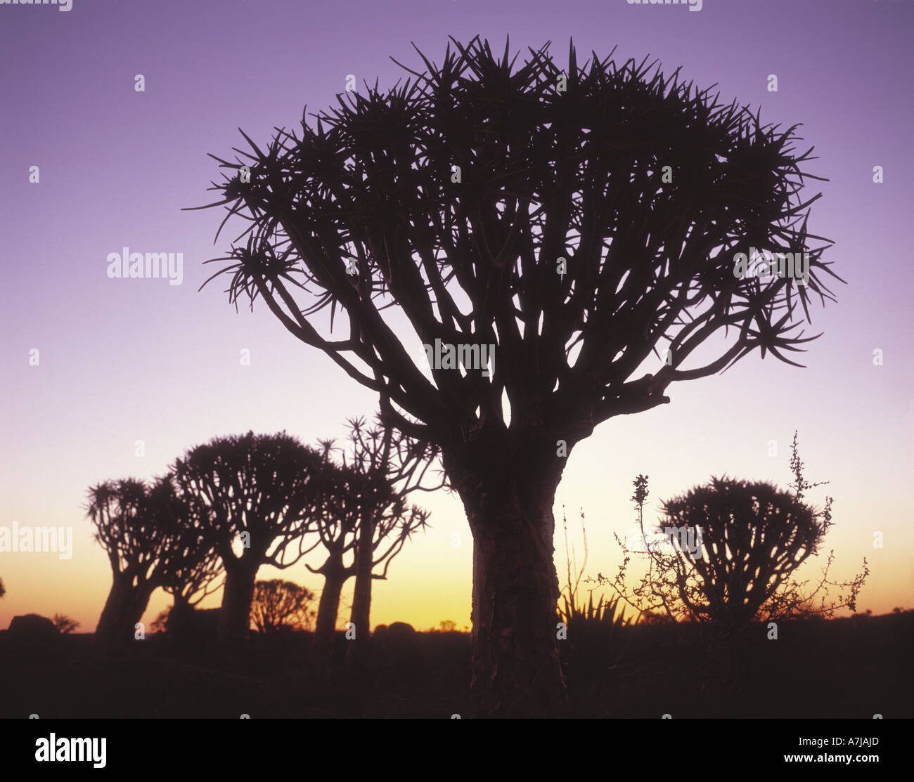 , Kokcurboum Kokcurboum Quiver Tree, en forêt près de Keetmanshoop Afrique Namibie Banque D'Images