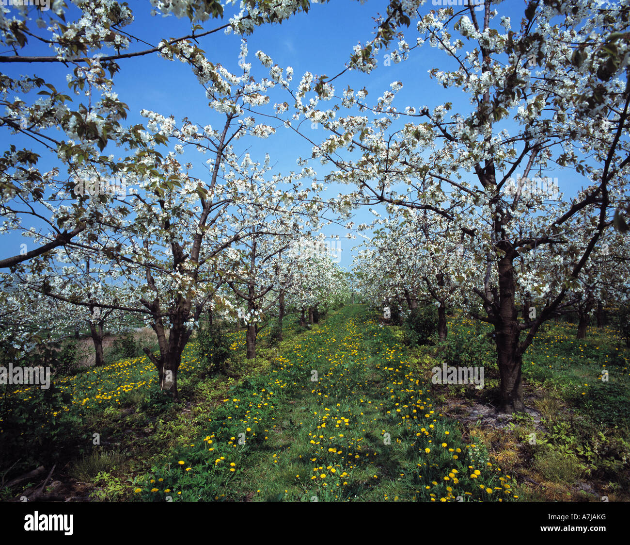 Obstbaumbluete bluehende Fruehling,,, Obstbaeume, Altes Land Niedersachsen Banque D'Images