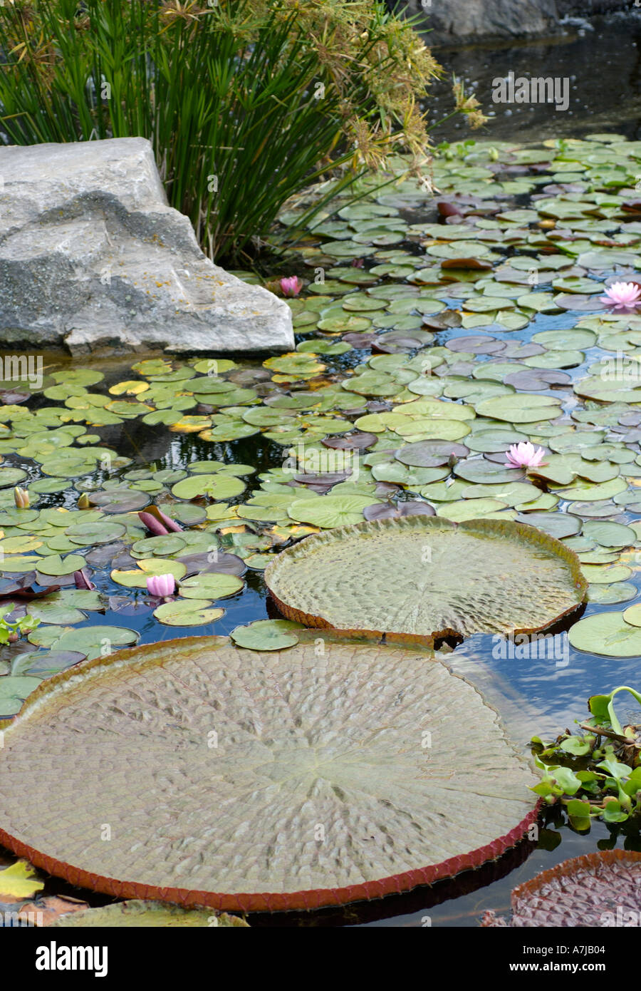 Lys de Victoria Banque D'Images