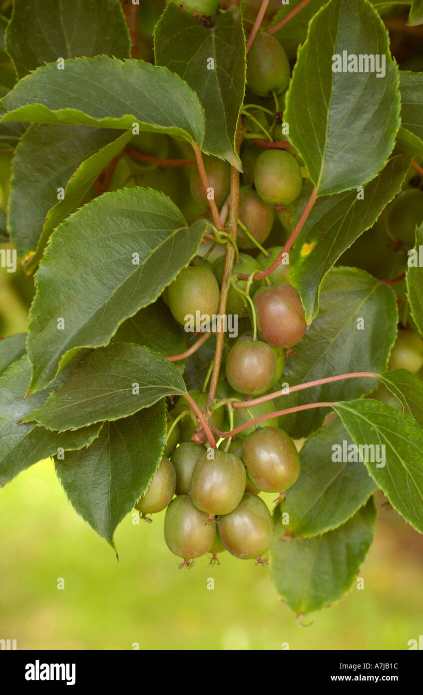 Les vignes de l'Actinidia arguta Kiwi Hardy Actinidiaceae Banque D'Images