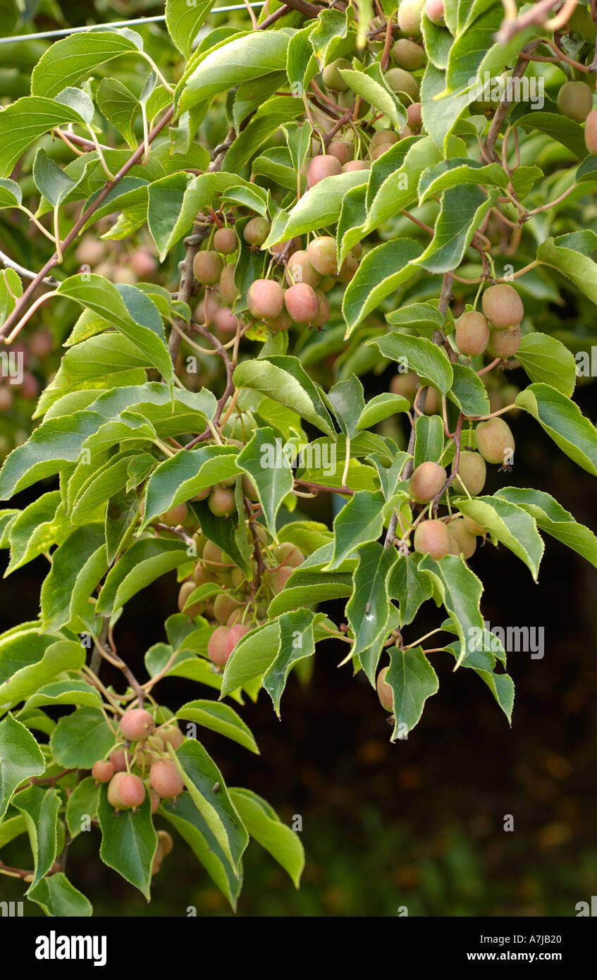 Les vignes de l'Actinidia arguta Kiwi Hardy Actinidiaceae Banque D'Images