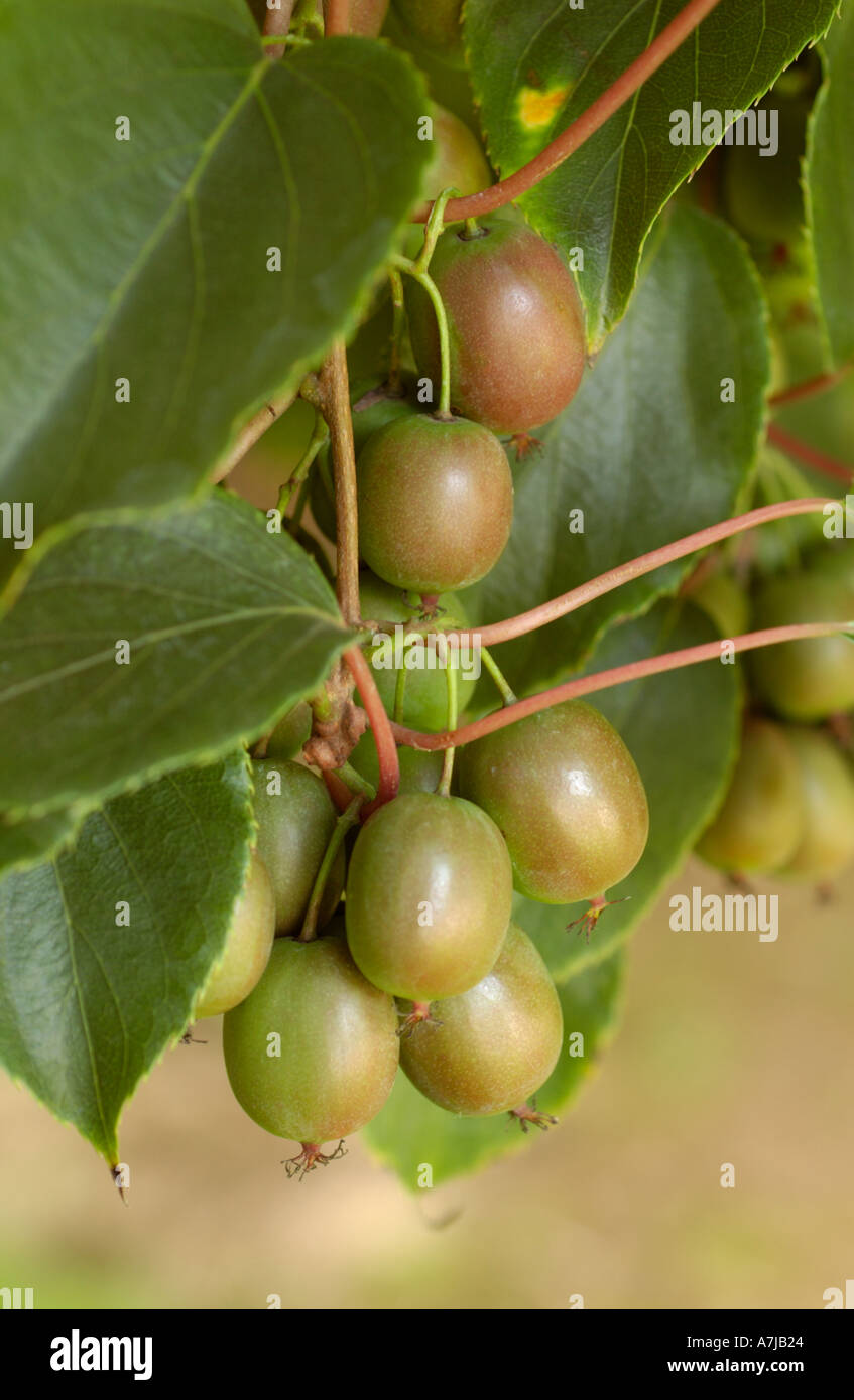 Les vignes de l'Actinidia arguta Kiwi Hardy Actinidiaceae Banque D'Images