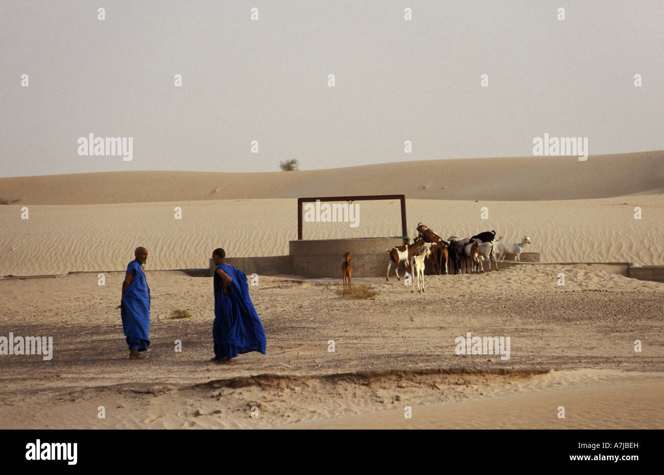 Les chèvres avec touareg près d'un puits dans le désert du Sahara à l'extérieur de Tombouctou, Mali Banque D'Images