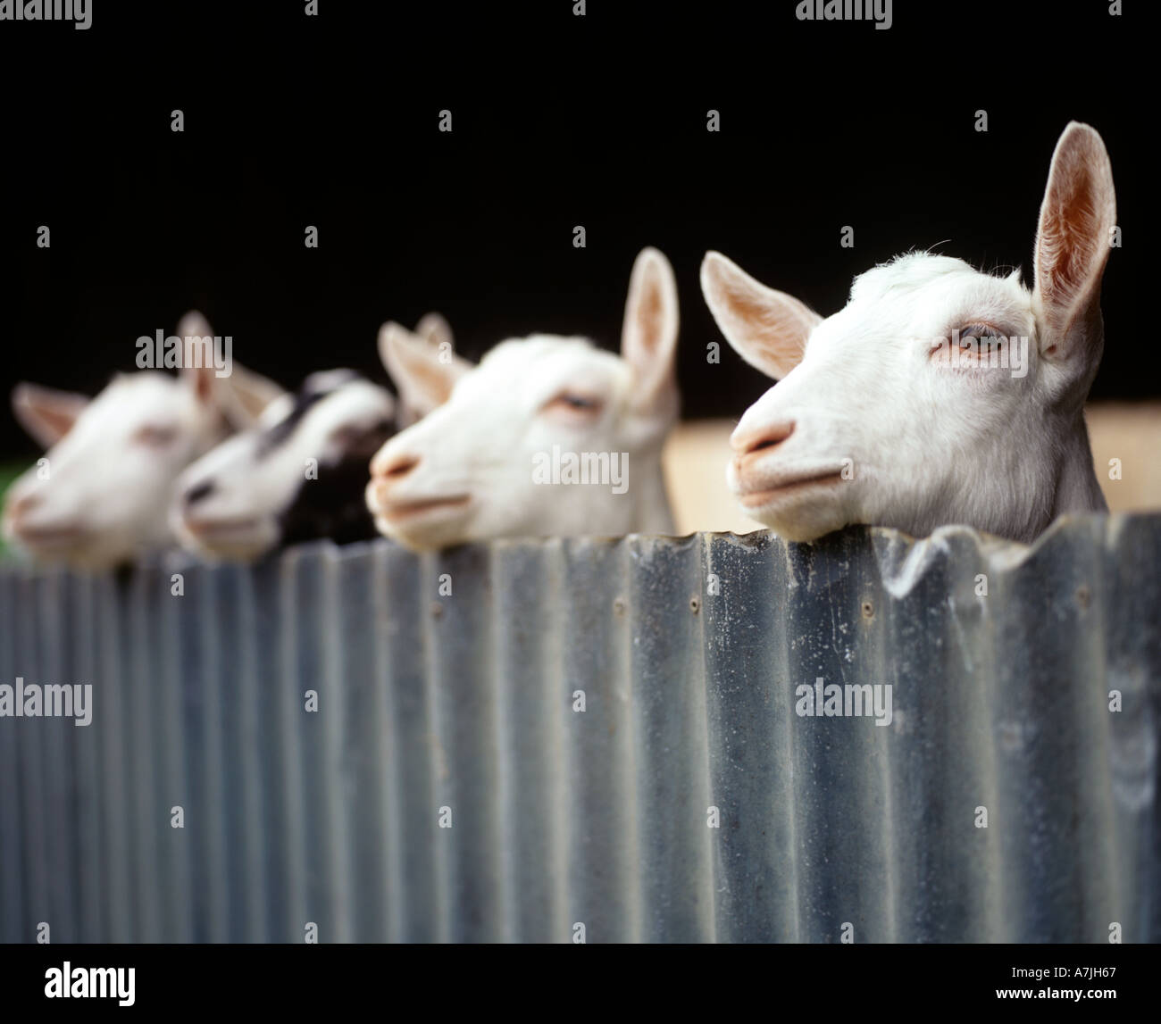 Les chèvres À PLUS DE PORTE DE GRANGE EN BASSE COUR Banque D'Images