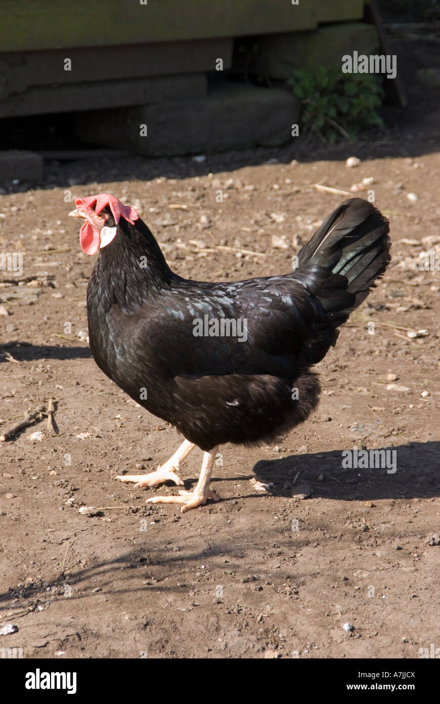 Poulet Leghorn noire Banque D'Images