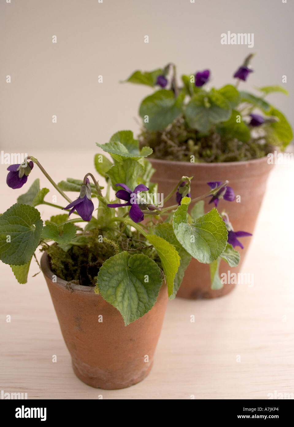 De plus en plus violette en pot Photo Stock - Alamy
