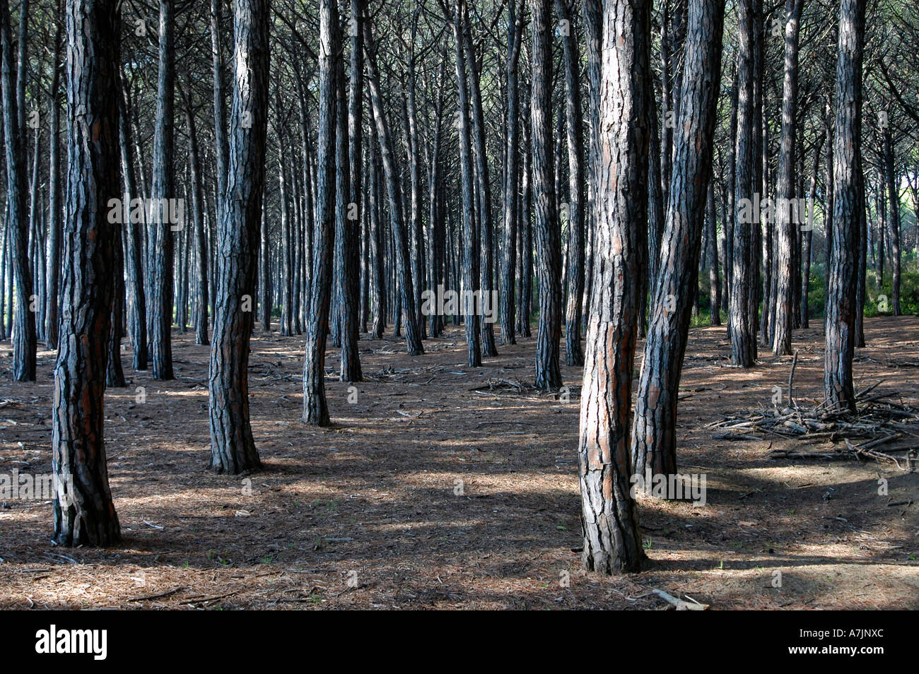 Forêt de pins toscane italie Banque D'Images