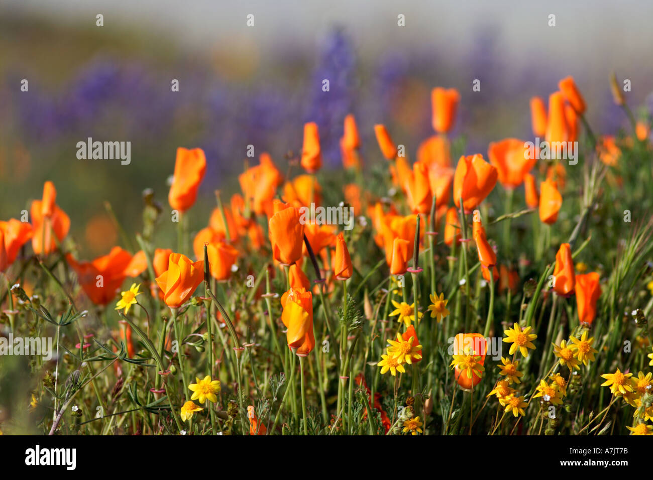 Poppies in carrizo plains national monument Banque D'Images