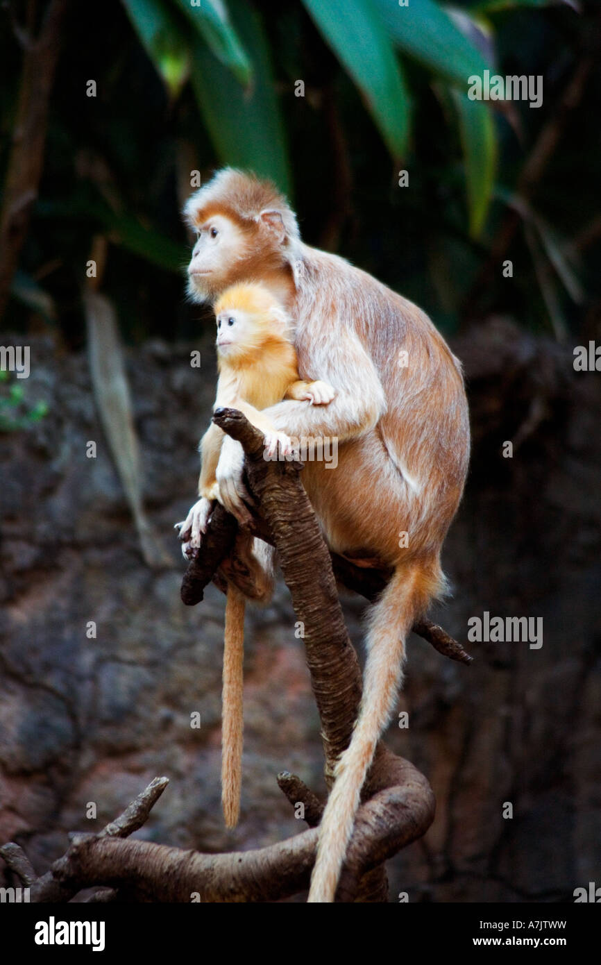 La mère et l'enfant singe Banque D'Images