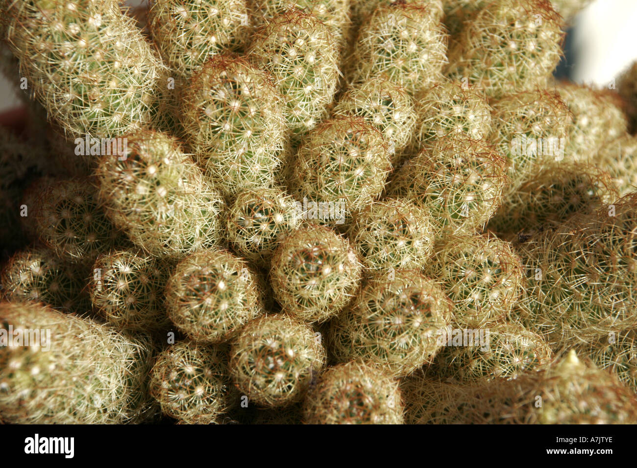 Mammillaria Elongata cactus étoiles d'Or Banque D'Images