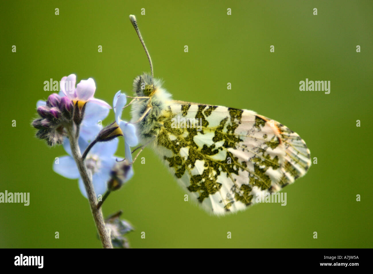 Astuce Orange butterfly Anthocharis cardamines Banque D'Images