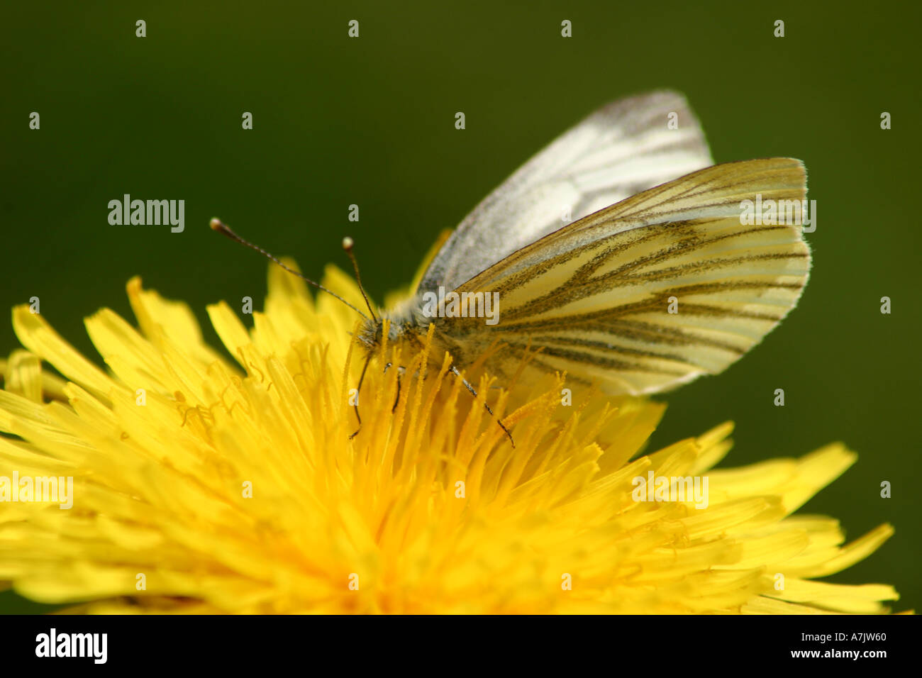 Astuce Orange butterfly anthocharis cardamines femelle Banque D'Images