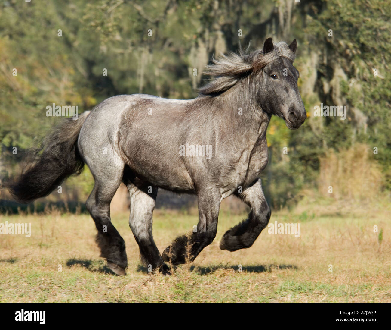 Blue roan Brabant Draft Horse pouliche Eva Photo Stock - Alamy