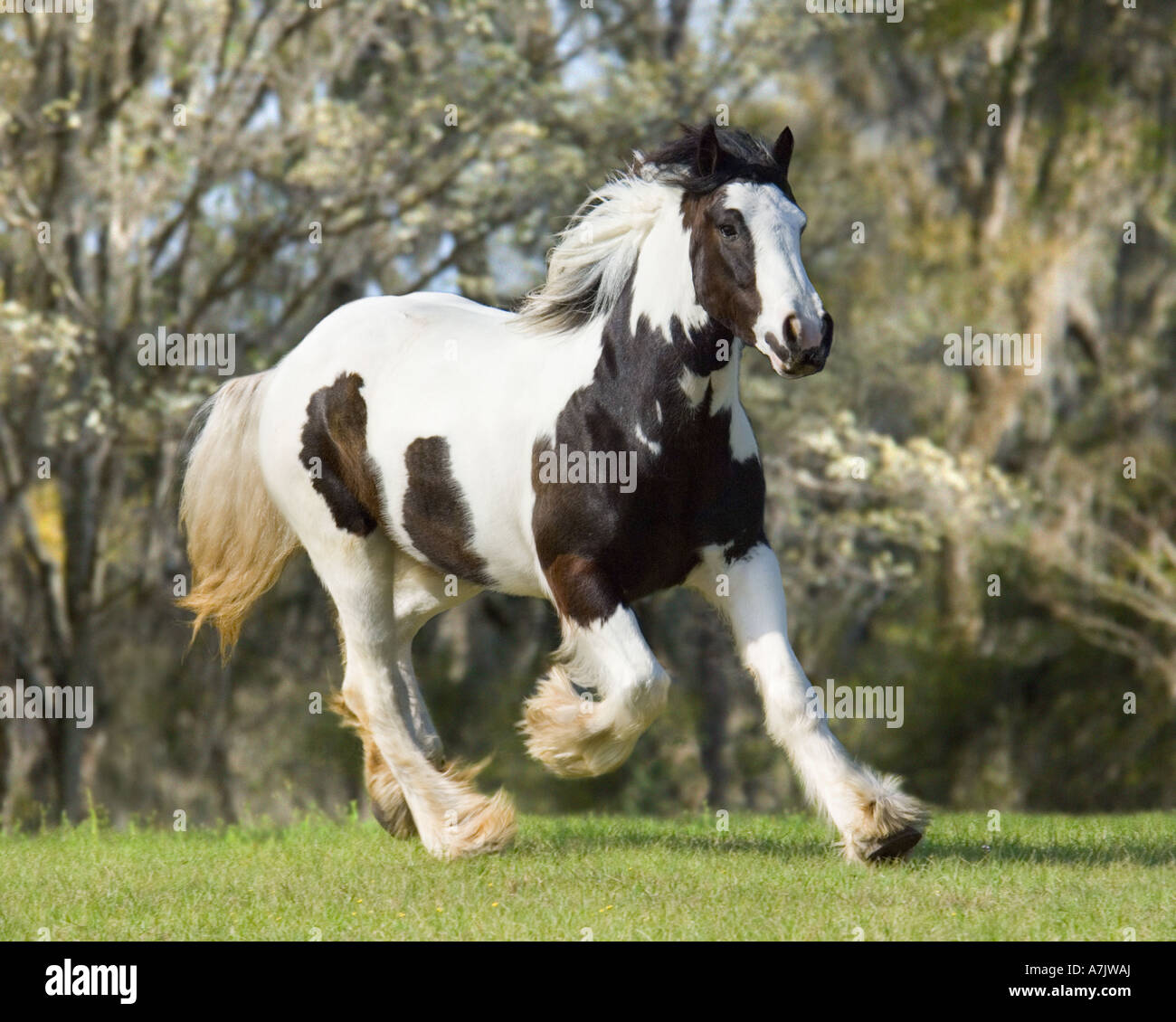 Gypsy Vanner chevaux de mare. Banque D'Images