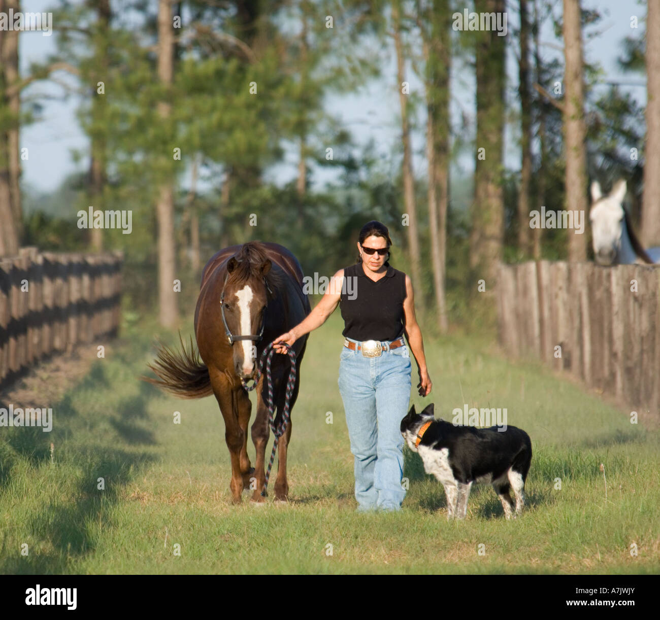 Femme marche avec le chien et le Quarter Horse Amercan menant vers le bas de l'allée de clôture Banque D'Images