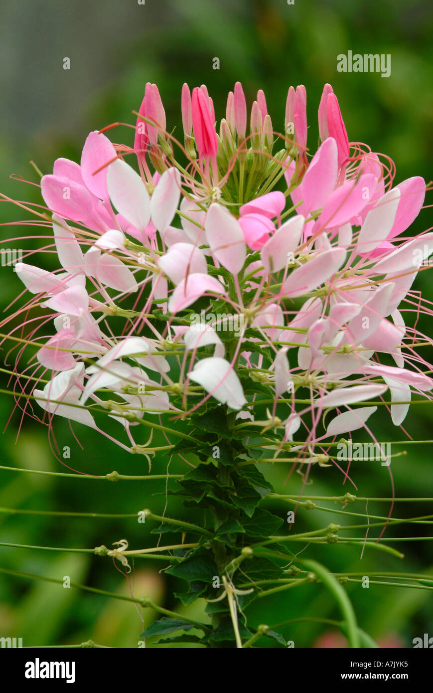 Fleur de Plante araignée Fontaine Couleur en jardin à Cathedral Peak Hotel Banque D'Images
