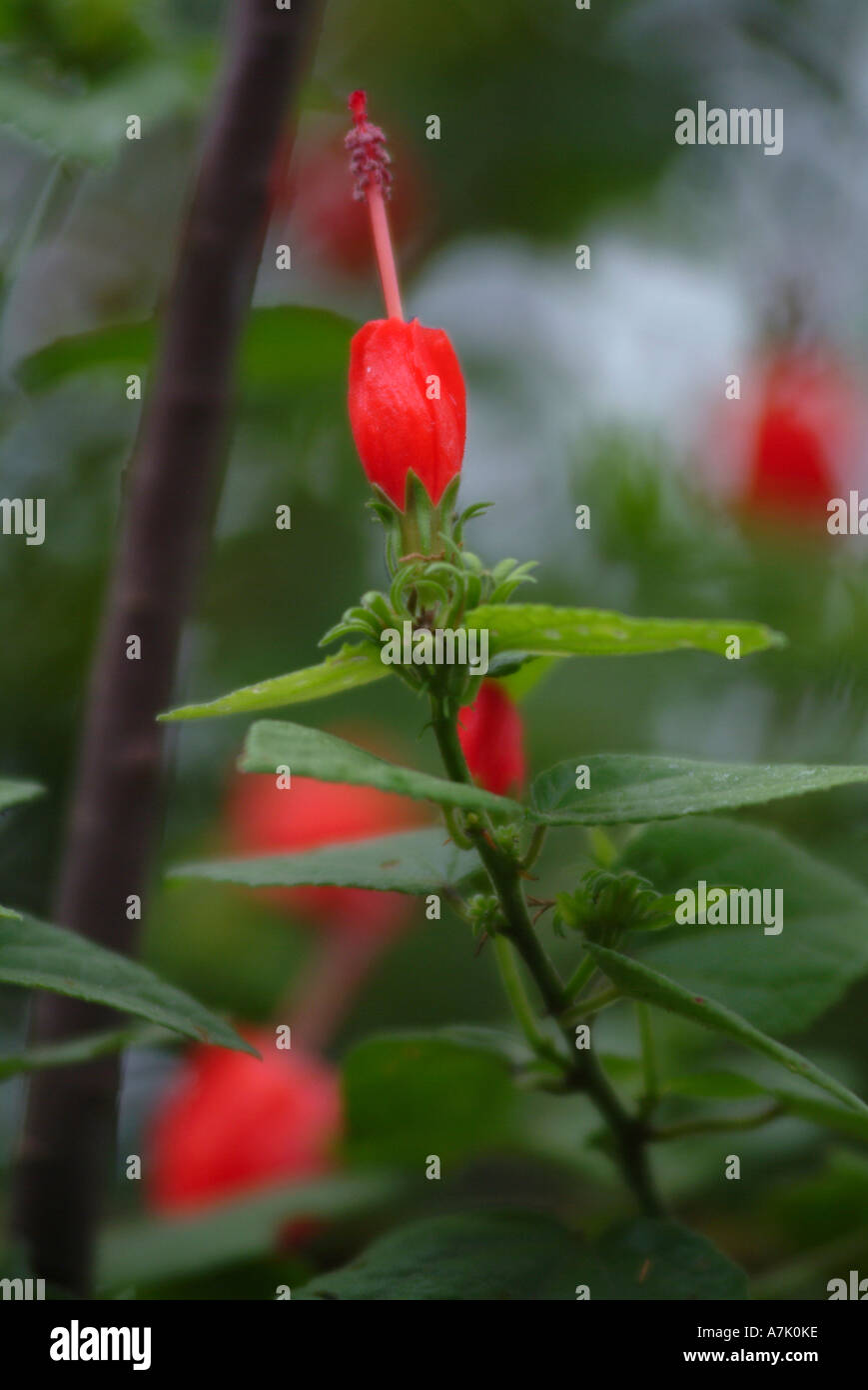 Sleepy Mallow en fleurs à Cathedral Peak Hotel montagnes du Drakensberg Afrique du Sud Banque D'Images