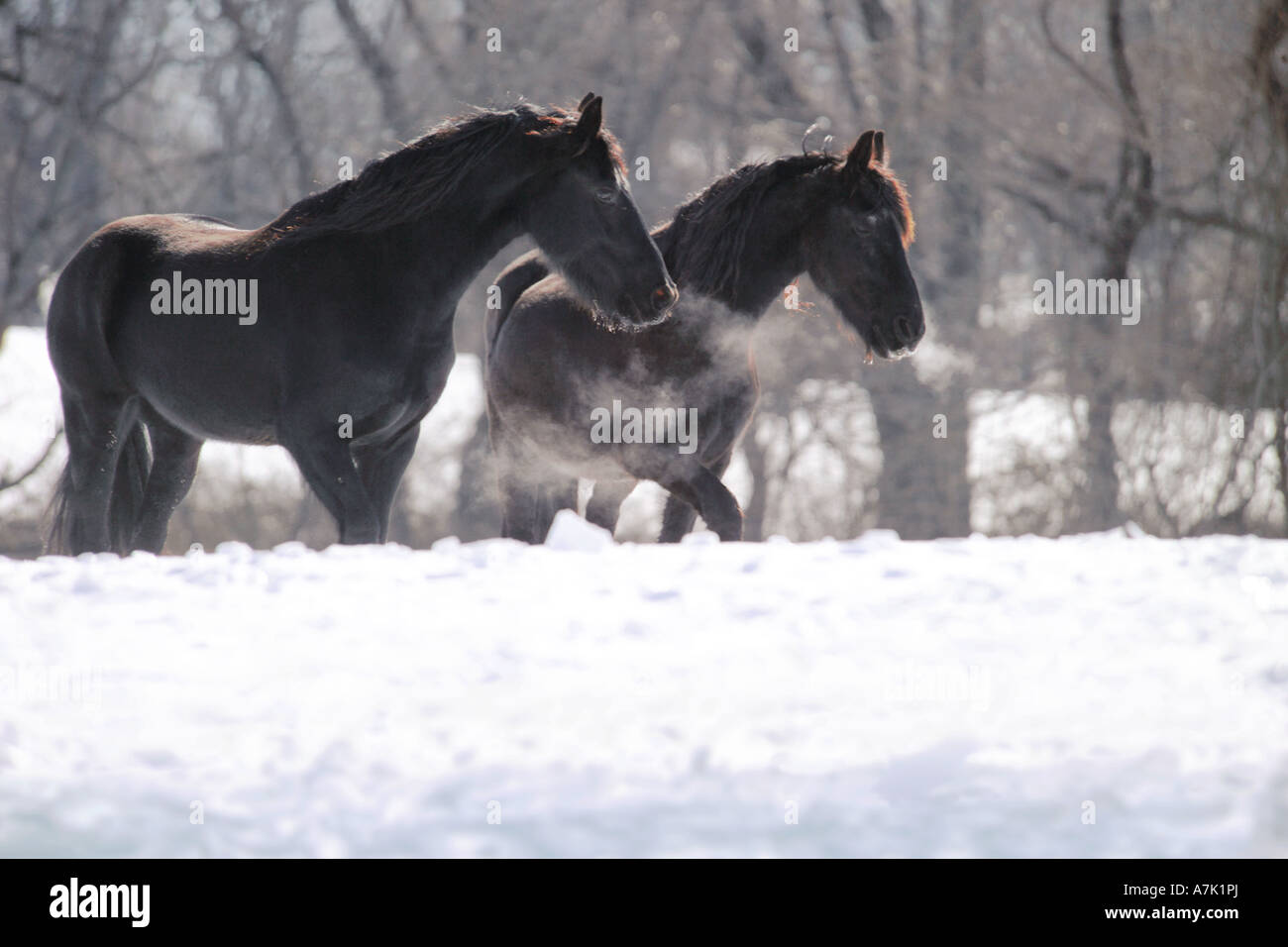 Deux chevaux frisons debout dans la neige avec le souffle de vapeur narines Banque D'Images