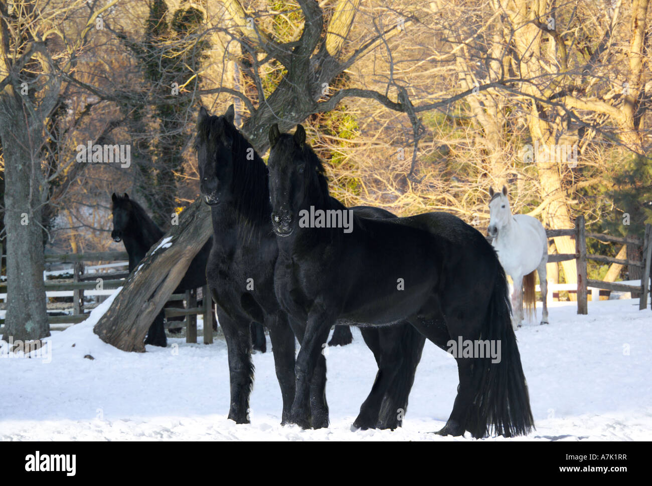 Frisons et cheval ibérique dans les enclos de neige Banque D'Images