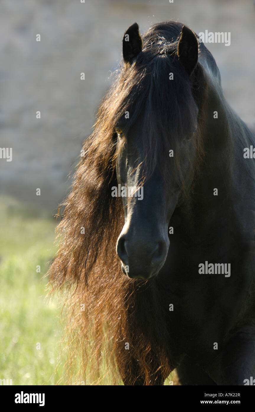 Tête portrait de 12 ans cheval frison étalon avec une longue crinière Banque D'Images