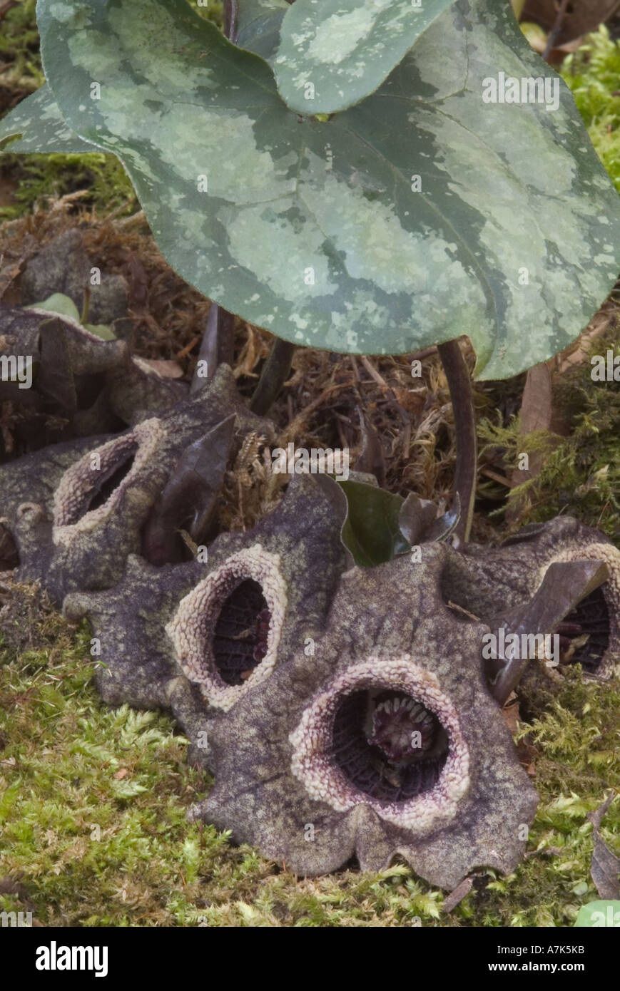 Asarum splendens, Chinois gingembre sauvage Banque D'Images