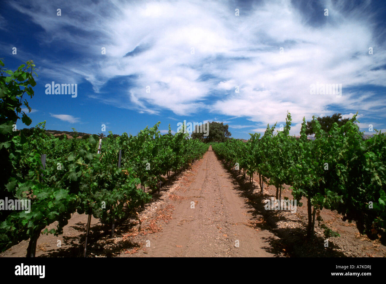 Santa Cruz Mountains wine country Californie Banque D'Images