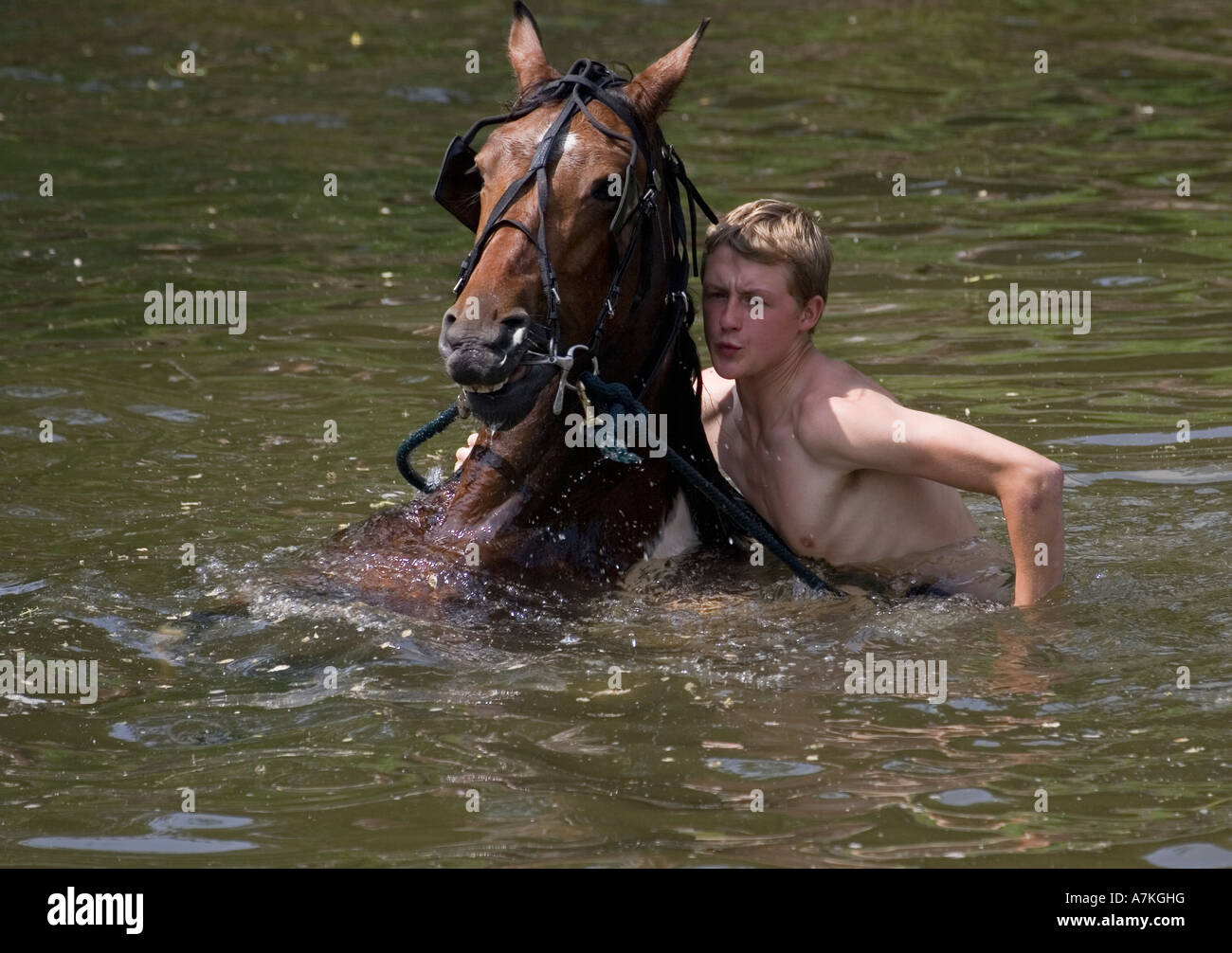 Natation un cheval dans la rivière Appleby Banque D'Images