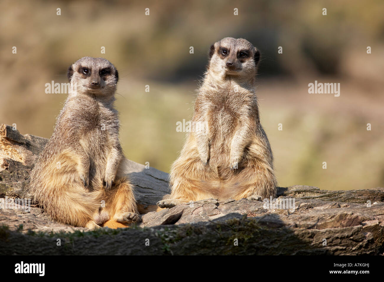 Meerkat Suricata suricatta Banque D'Images