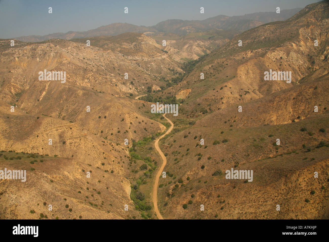 fleurs carrizo Banque D'Images