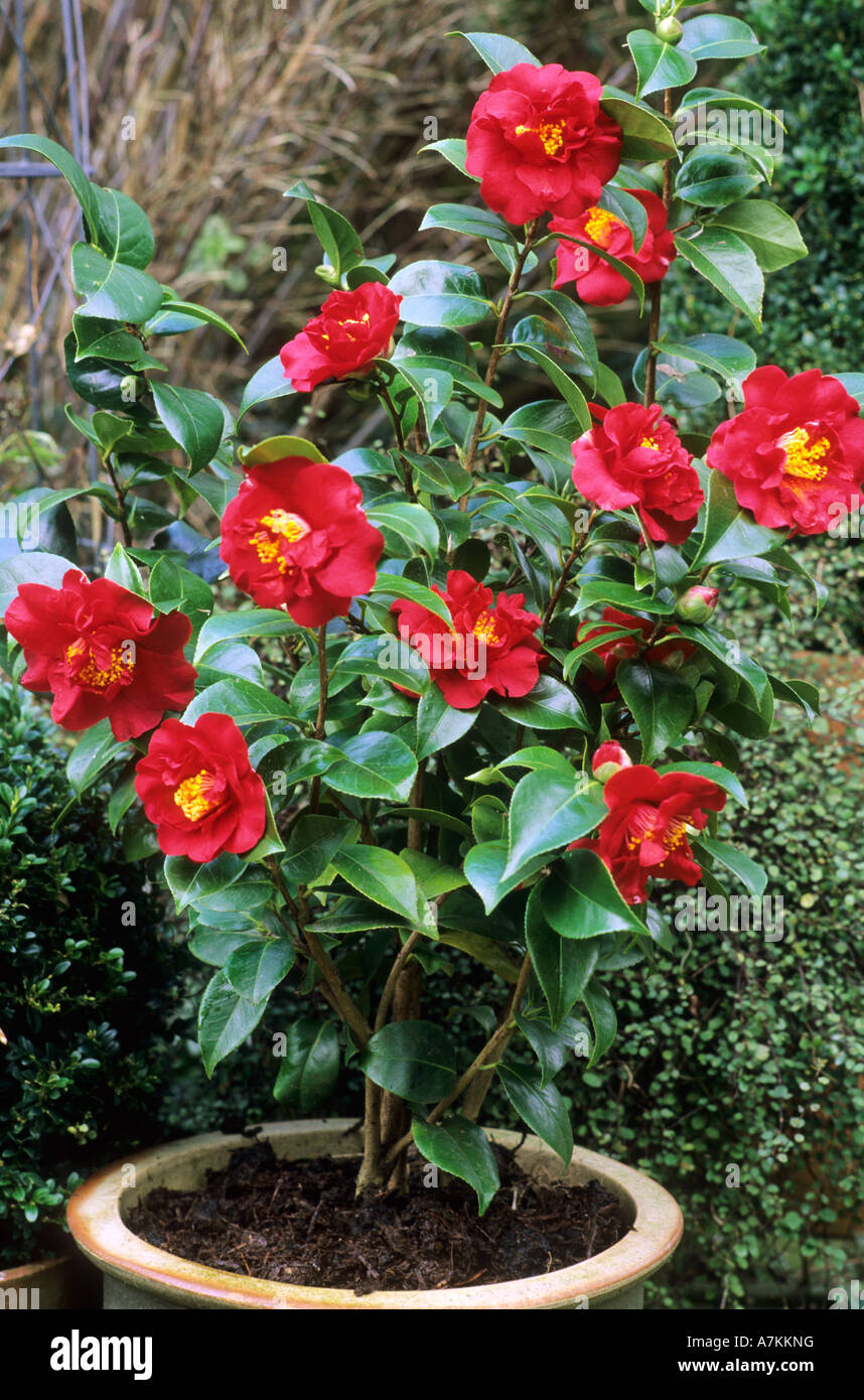 Camellia 'Barbara Morgan' dans le récipient, fleur rouge, jardin plante, pot,  jardinière, les plantes contenant des camélias Photo Stock - Alamy