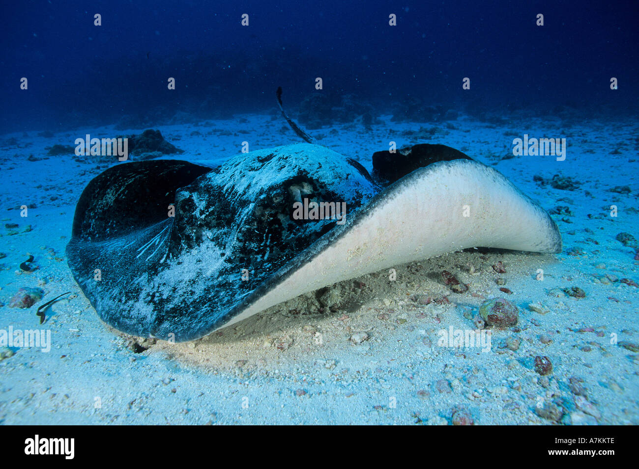 Marbré de ray ray Taeniura meyeni fantail blotched Atoll d'Aldabra aux Seychelles l'Océan Indien Banque D'Images