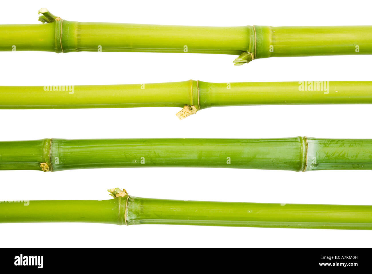 Cannes de bambou couché horizontalement sur un fond blanc. Banque D'Images