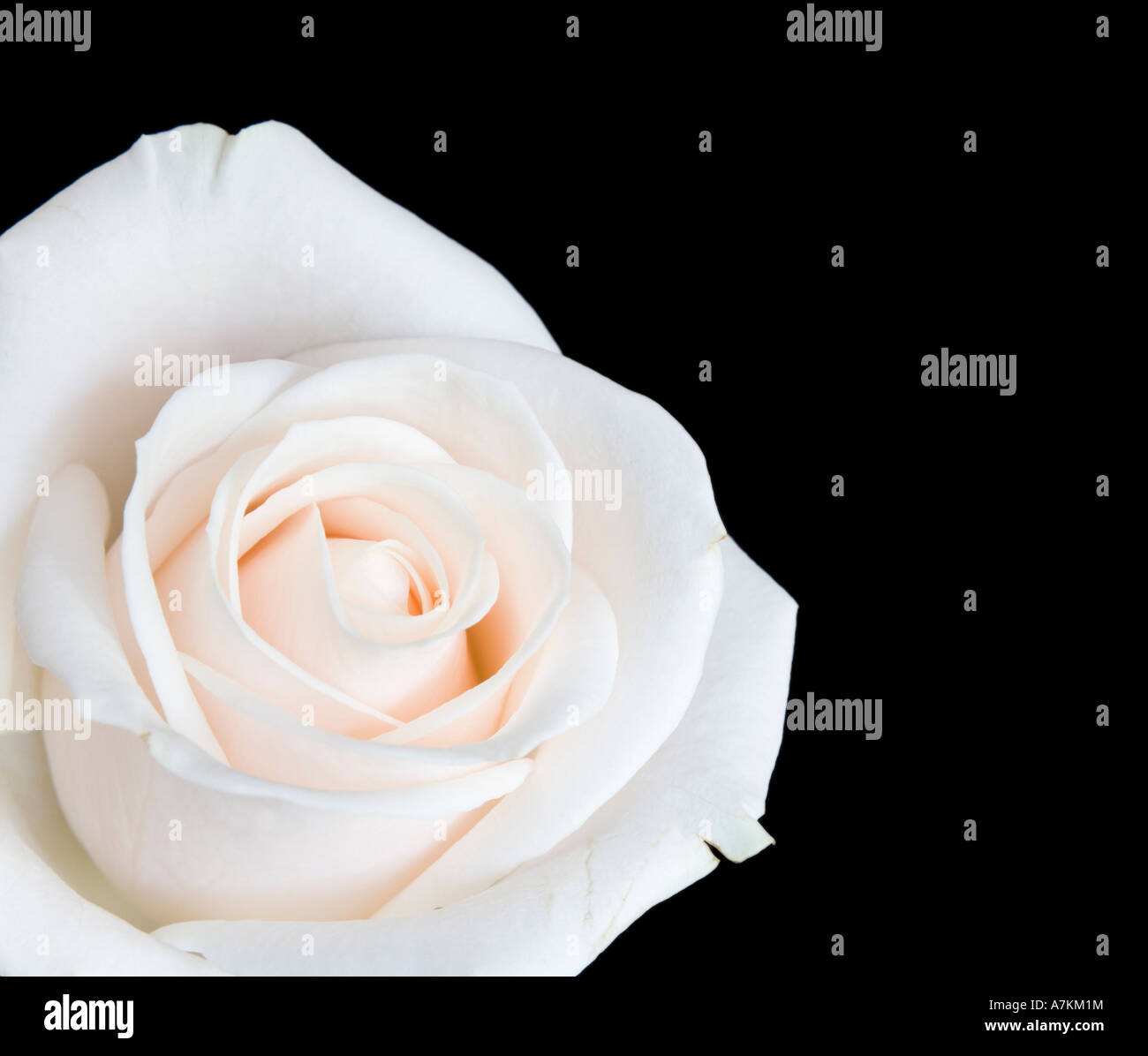 Rose blanc isolé sur fond noir Banque D'Images