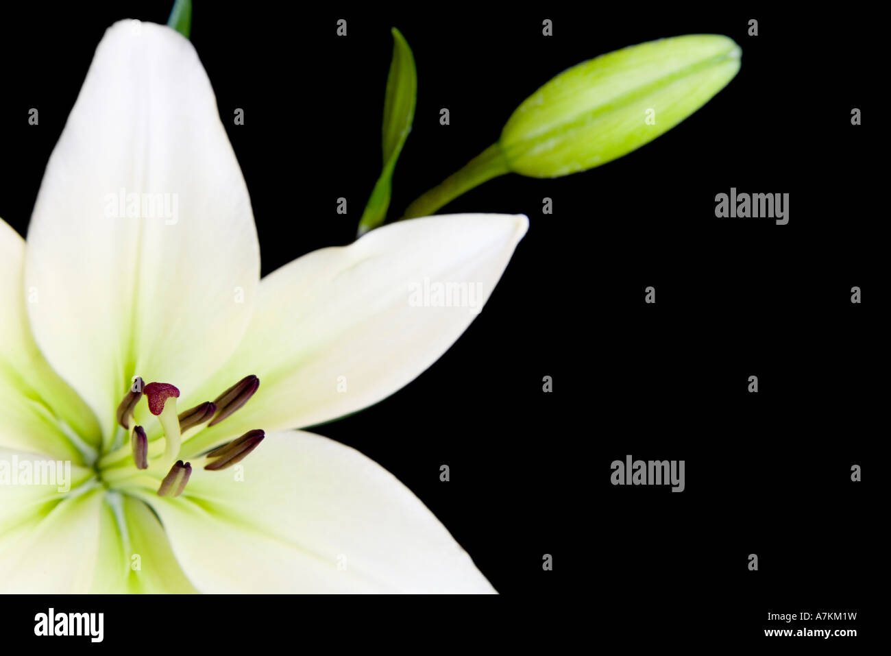 Lys Blanc, Liliaceae lilium, isolée sur un fond noir avec copie espace Banque D'Images
