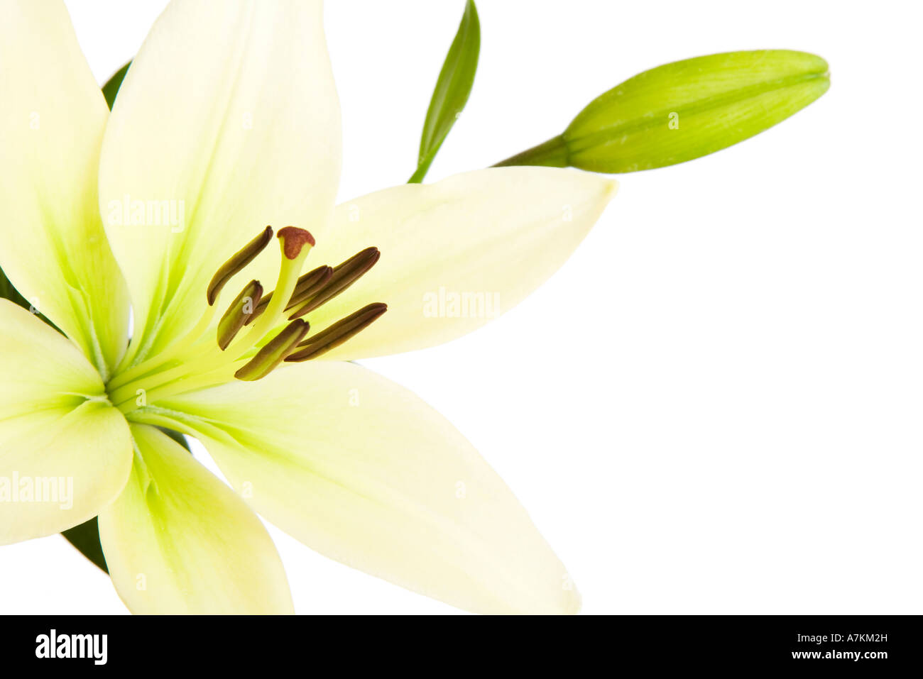 Lys Blanc, Liliaceae lilium, isolé sur un fond blanc avec copie espace Banque D'Images