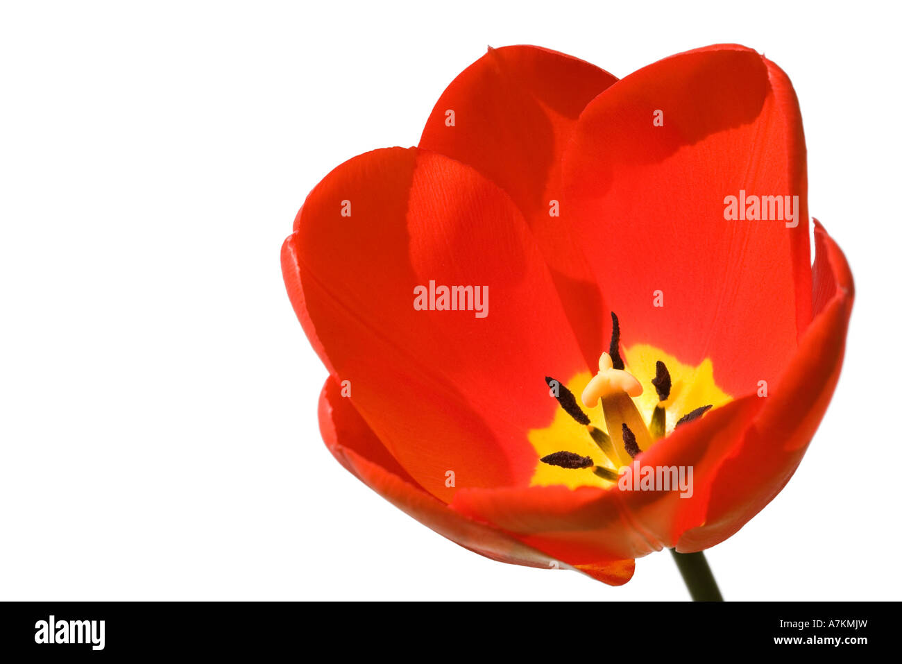 Tulip isolé sur fond blanc Banque D'Images