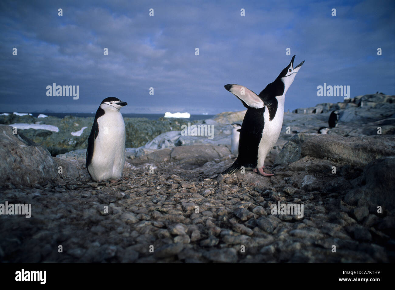 Jugulaire penguin Pygoscelis antarctica antarctique Péninsule Antarctique Banque D'Images
