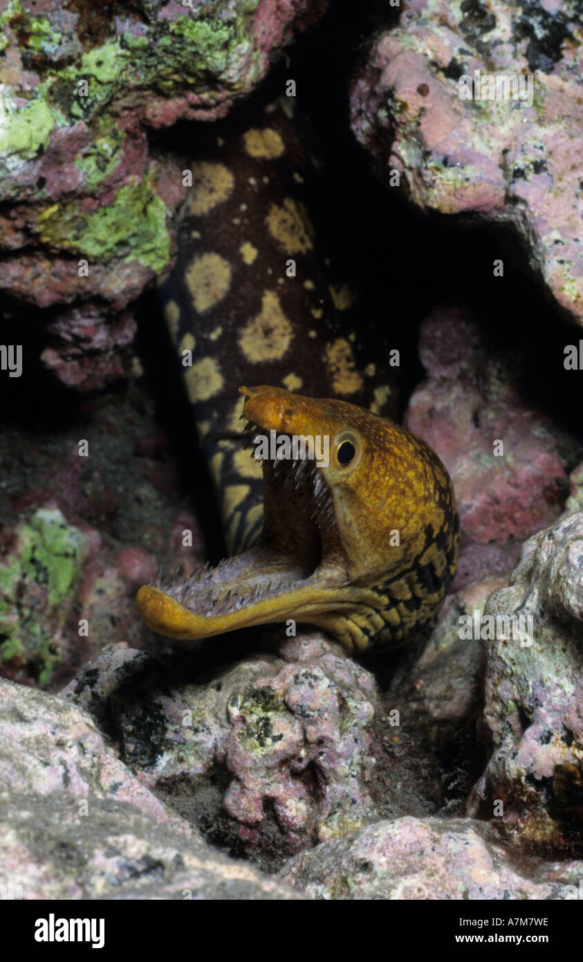 Moray enchelycore anatina tigre Canaries Espagne Atlantic Banque D'Images