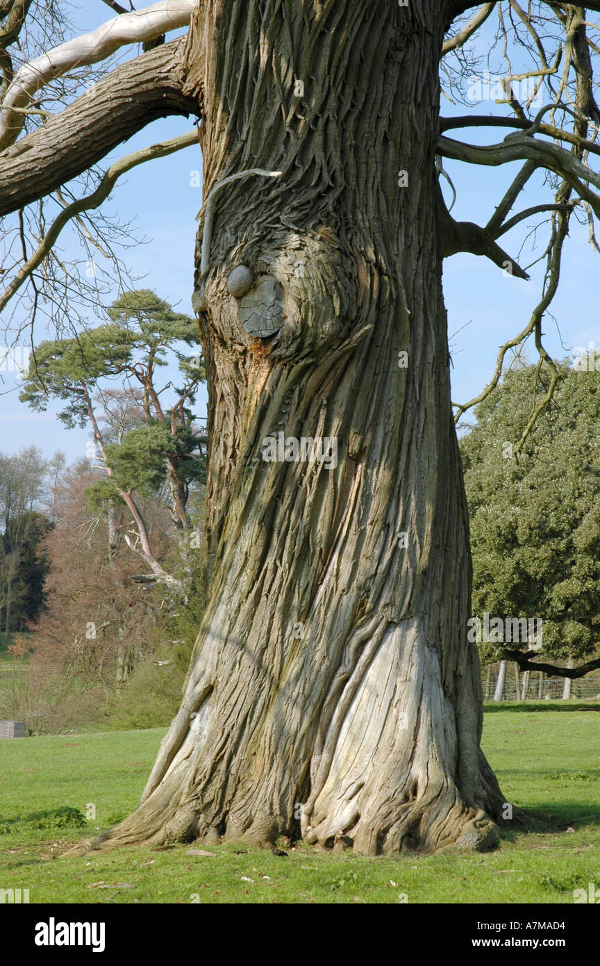 Arbre à écorce diagonal Buckinghamshire England UK Banque D'Images