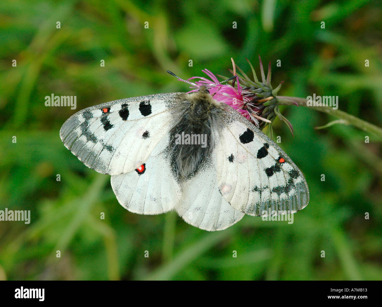 Papillon Apollon Banque D'Images