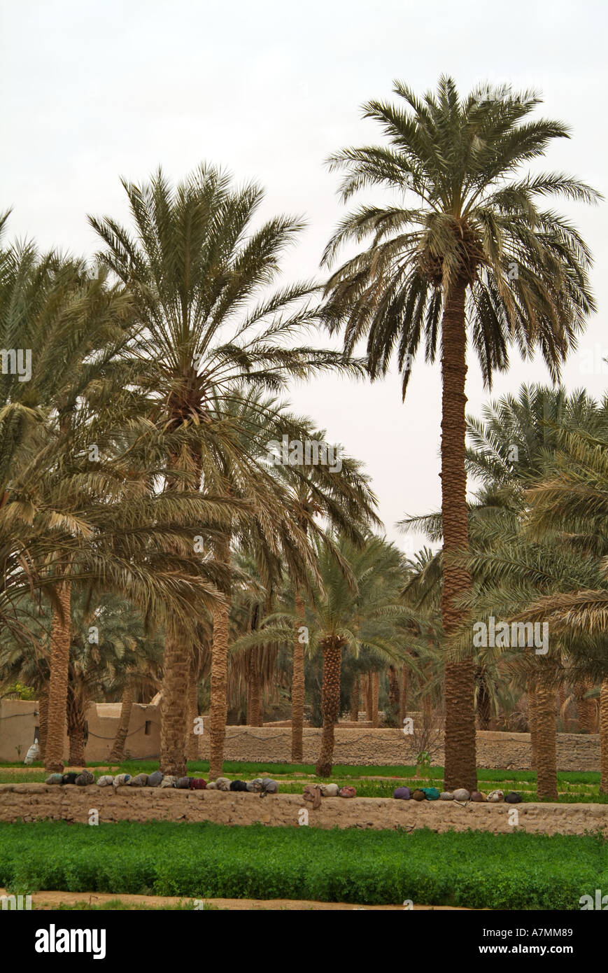 Palmeraies, Ghadamès, Libye Banque D'Images